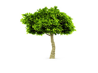 Image showing lone green tree isolated on white