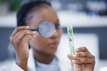 Image showing Magnifying glass, black woman or scientist with plants in test tube for analysis, research or leaf growth. Science blur, studying biotechnology or ecology expert in laboratory for agro development