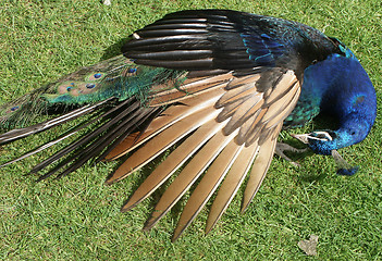 Image showing Sleeping Peacock