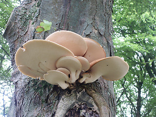 Image showing Fungus