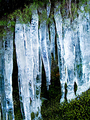 Image showing Icicles, plant and moss on cliff outdoor in nature, waterfall and mountain ecology in winter. Frozen ice hanging on green landscape, melting crystal and natural snow covering environment in Europe