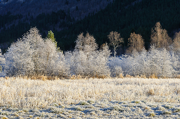 Image showing frost-frozen field with cluster of trees in sunlight with forest