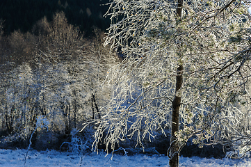 Image showing frost-frozen tree in the backlight and tree cluster in the backg