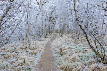 Image showing path among frost-frozen trees
