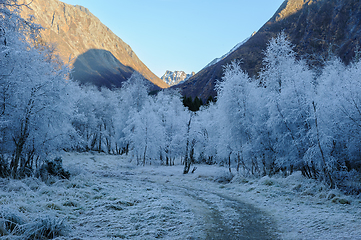 Image showing frost-frozen trees along path with mountain peak in sunlight