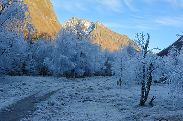 Image showing frost-frozen trees along path with mountain peak in sunlight