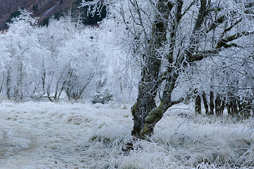 Image showing old tree by path cascaded with rime