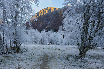 Image showing old frost-frozen trees by path with mountain peak in sunlight