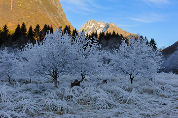 Image showing mountain peak in sunshine with frost-frozen bushes