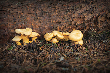 Image showing chanterelle mushroom growing in spruce forest