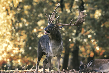 Image showing fallow deer in beautiful autumn setting