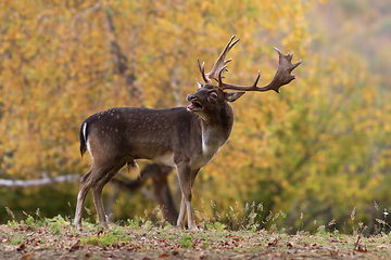 Image showing fallow deer stag in autumn forest