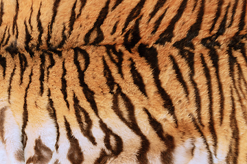 Image showing real tiger skin