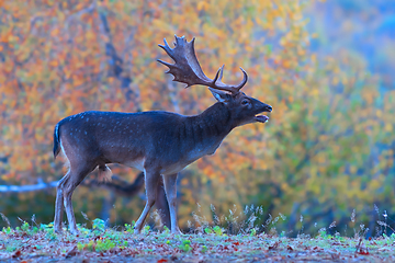 Image showing roaring fallow deer stag