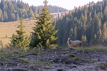 Image showing sheep in natural mountain setting
