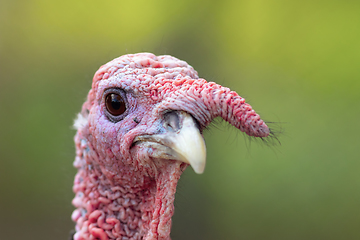 Image showing turkey portrait over green out of focus background