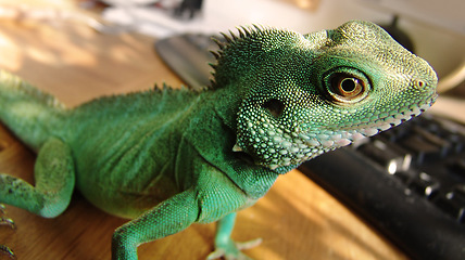 Image showing Green, scales and closeup of an iguana in a house for adventure, exploring or a unique creature. Pet, home and a lizard or tropical animal in a room for wildlife, camouflage or exotic reptile