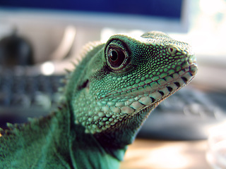 Image showing Creature, looking and closeup of an iguana in a house for chameleon, exploring or on a desk. Pet, home and a lizard or tropical animal on a table for wildlife, camouflage or exotic reptile