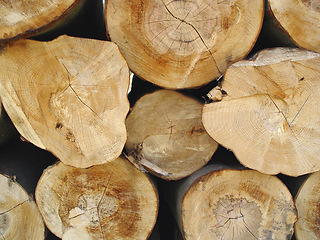 Image showing Trees, background and stack of wood in circle for deforestation, sustainability and timber material. Closeup, ring patterns and log texture in environment, plant ecology and lumber industry in nature