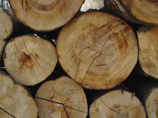 Image showing Trees, background and group of log wood in nature for deforestation, sustainability and timber industry. Closeup, ring patterns and circle textures of stump in environment, ecology or lumber resource