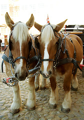 Image showing Walking, horses and travel with vintage carriage in for medieval town, parade or transport on street. Pony, animals and trekking transportation on horse chariot vehicle on wheels or cobblestone road