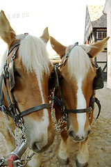 Image showing Horses, walking and face outdoor with bridle for carriage in medieval town, parade or transport on street. Pony, animals and trekking transportation on chariot vehicle with horse on cobblestone road