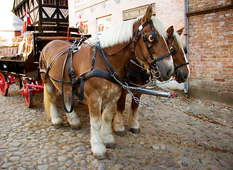 Image showing Horse, walking and travel with vintage carriage in for medieval town, Denmark or transport on street. Pony, animals and horses trekking transportation or chariot vehicle on wheels or cobblestone road