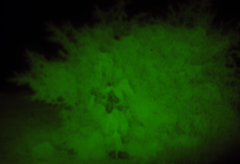 Image showing Night vision, army mission and a soldier pov in the forest for surveillance or tactical ambush. War, military and a person in the woods in the evening on a scouting assignment to search for intel