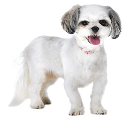 Image showing Animal, pet and portrait of dog on a white background for puppy, playing and fun in studio. Pets, mockup and isolated fluffy, adorable and cute Lhasa apso with happiness, adoption and health