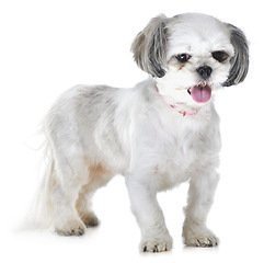 Image showing Animal, pet and dog on a white background for adoption, playing and walking in studio. Domestic pets, vet mockup and isolated fluffy, adorable and cute Lhasa apso with tongue out, freedom and health