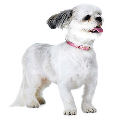 Image showing Animal, pet and excited dog on a white background in studio for adoption, playing and fun. Domestic pets, vet mockup and isolated fluffy, adorable and cute Lhasa apso with happy, freedom and health