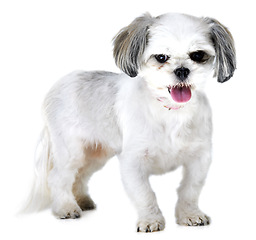 Image showing Portrait, pet and dog on a white background in studio for adoption, rescue animal and friendship. Domestic pets, mockup and isolated fluffy, adorable and cute Lhasa apso with happy, energy and health