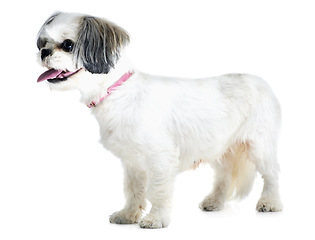Image showing Adoption, pet and dog on a white background in studio for animal care, veterinary and rescue. Domestic pets, mockup and isolated fluffy, adorable or cute Lhasa apso with tongue out, collar and health