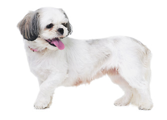 Image showing Animal, pet and dog on a white background in studio for best friend, playing and walking. Domestic pets, mockup and isolated fluffy, adorable and cute Lhasa apso with happiness, puppy and health