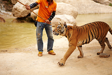 Image showing Zoo, wildlife and man with a tiger for training with a stick by a water pond for majestic entertainment. Animal, feline and an exotic big cat walking with a male trainer by dam in an outdoor habitat.