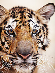 Image showing Tiger, closeup and portrait in zoo, nature or park for conservation of animal with stripes or pattern on face. Wild, cat and travel to jungle in India, safari or environment with natural predator