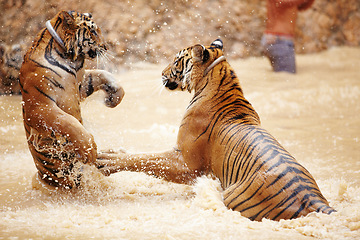 Image showing Nature, water and tiger fight in lake with playful jump in mud, fun and endangered wildlife safari. Asian big cats playing together in park, river or animals in Thailand, outdoor action and power.