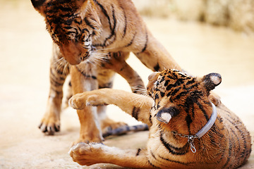 Image showing Tigers, playing and outdoor in nature by a zoo for majestic entertainment at a circus or habitat. Wildlife, wrestling and big cats exotic animals family together in a desert or dune conservation.