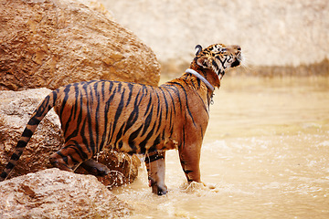 Image showing Nature, water and tiger in zoo for animals in mud with rock, endangered wildlife and conservation. Big cat playing in pool, park or river in Thailand for safari, outdoor action and power with jungle