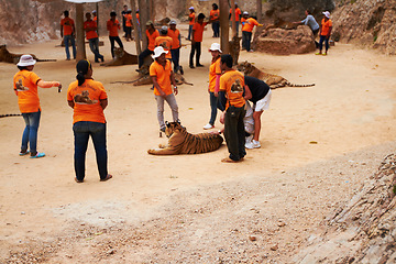 Image showing Zoo, guards and people by tigers in nature relaxing for mystical entertainment at a circus. Jungle, exotic animals and group of trainers with big cats in outdoor sustainable conservation or sanctuary