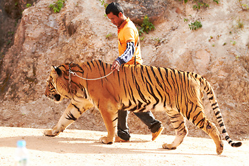 Image showing Zoo, wildlife and man with a tiger for circus with a chain by a for majestic entertainment. Animal, feline and an exotic big cat walking with a male trainer in an outdoor habitat or conservation.