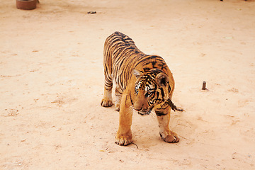 Image showing Zoo, wildlife and tiger in the sand by a circus for majestic entertainment or safari. Animal, feline and an exotic big cat walking in a desert or dune in an outdoor conservation or habitat in India.