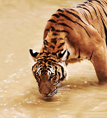 Image showing Nature, animals and tiger drinking water in zoo with playful cubs in mud for endangered wildlife. Jungle, strong cat park, river or dam in Thailand for safari, outdoor danger and predator with power