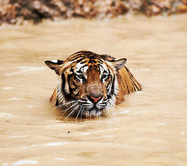 Image showing Water, calm and tiger swimming in pond in nature by a zoo for majestic entertainment at a circus or habitat. Wildlife, peaceful and big cat exotic animal playing in dam in desert or dune conservation