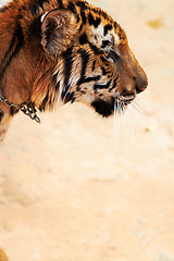 Image showing Zoo, tiger and animal outdoor in nature or park for conservation of safari with stripes or pattern on face. Wild, cat and travel in Indonesia, jungle or veterinary sanctuary for safety of predator