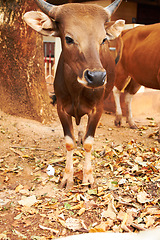 Image showing Nature, animal and cow for agriculture, natural and eco friendly sustainable livestock. Sustainability, agro and brown cattle on an outdoor farm or environment for farming meat for business.