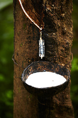 Image showing Rubber, plantation and bowl on tree to collect sap for farming, agriculture and production. Nature, sustainability and closeup of liquid drip from trees for latex, plastic and harvest in forest