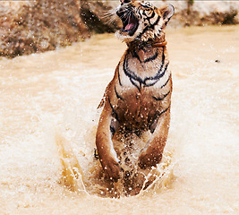 Image showing Nature, animals and tiger playing in water at wildlife park with happy cub, splash and freedom in jungle. River, lake or dam with big cat, playful swimming and jumping at outdoor safari in Asian zoo