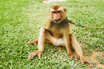 Image showing Portrait, pet and monkey on chain outdoor in park, nature and sitting in tropical zoo alone. Animal, macaque and ape on grass in farm, field and outside for training mammal or primate in summer