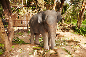 Image showing Elephant eating leaves, plant in a jungle for wildlife conservation. Forest, sustainability and calm animal calf outdoors feeding on bamboo branches in natural or peaceful environment in Thailand